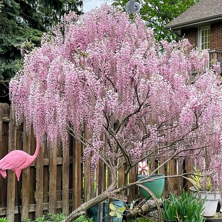 Pink Wisteria Seeds
